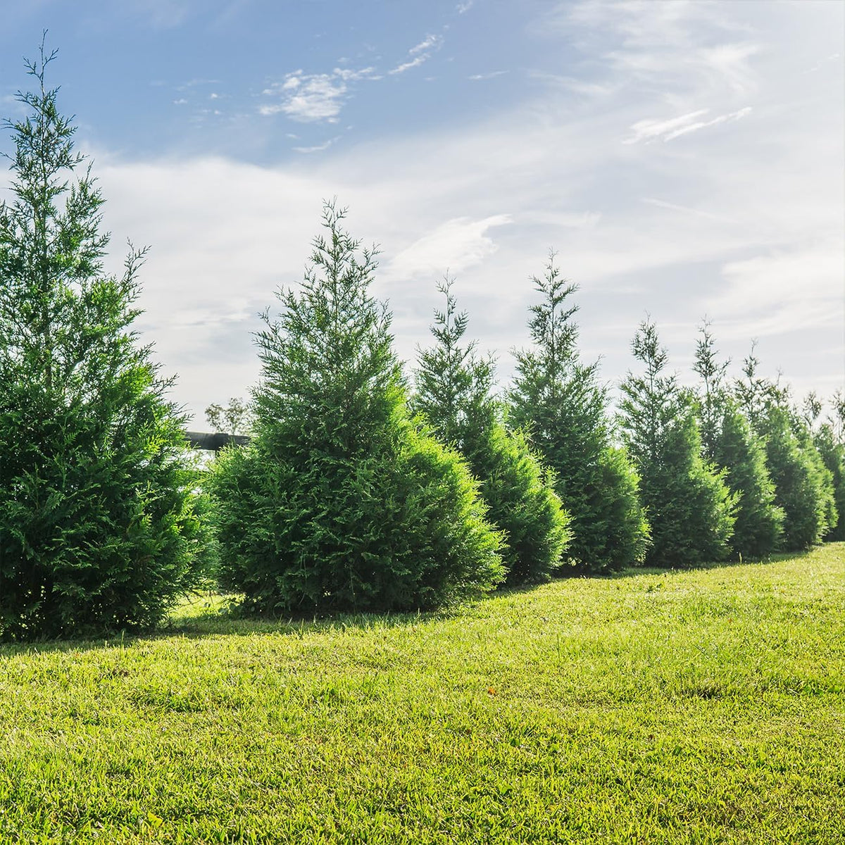 perfect plants thuja green giant arborvitae, 3 gallon showing dimensions