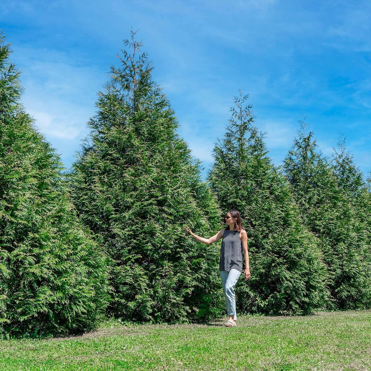 perfect plants thuja green giant arborvitae, 3 gallon on a desk or shelf