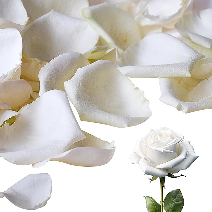 3.5 Oz Dried Rose Petals Wedding Biodegradable Petals, Natural Preservation Real Flower Petals, Suitable for Flower Petals for Flower Girl, Romantic Night, Table Decoration (White, 100g)
