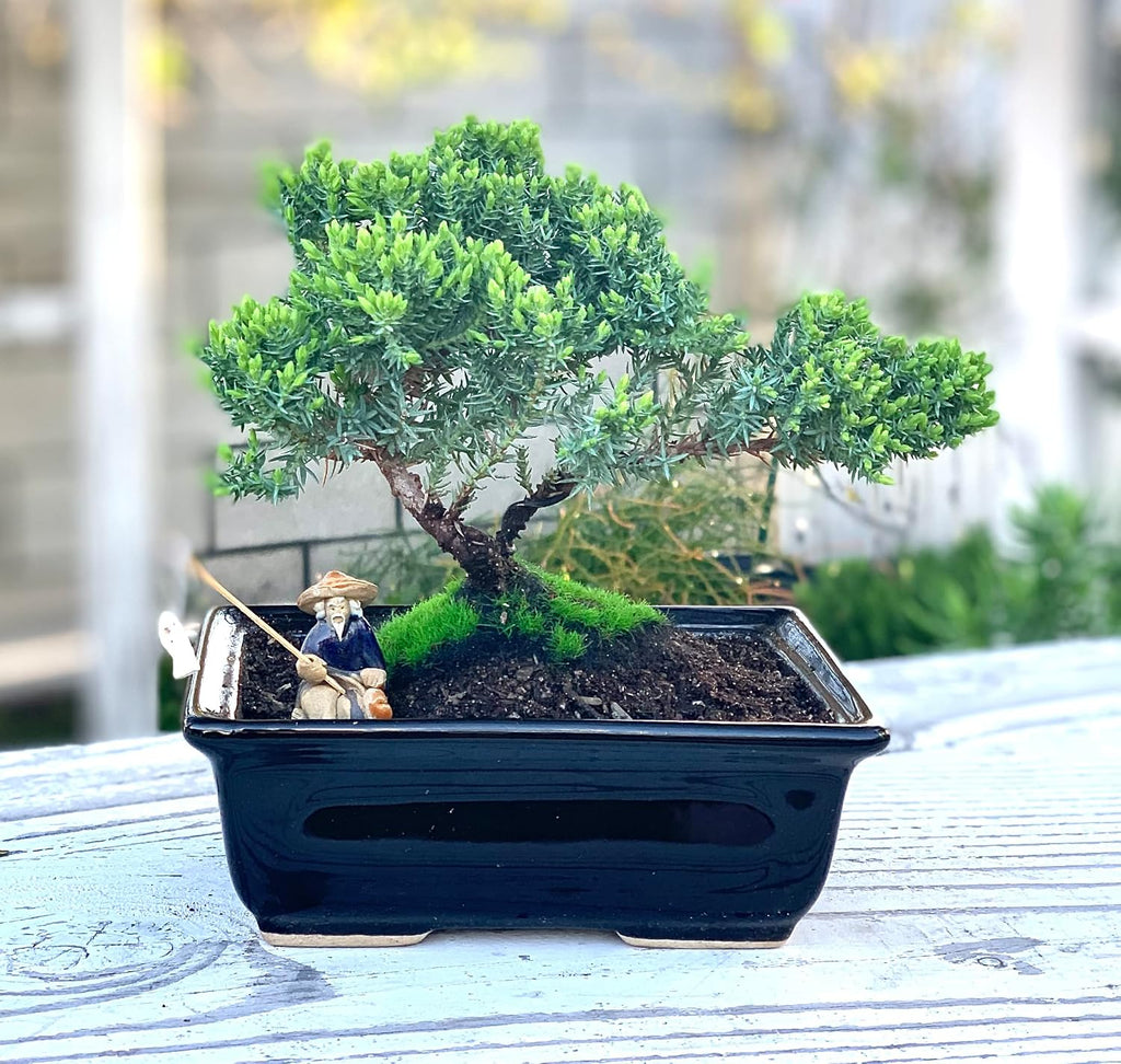 live dwarf juniper bonsai tree about 6 years showing dimensions