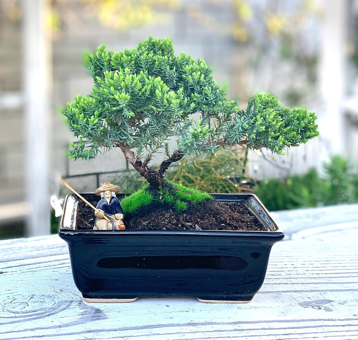 live dwarf juniper bonsai tree about 6 years showing dimensions
