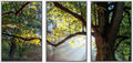 wall26 - 3 Piece Framed Canvas Wall Art - Mighty Oak Tree - Modern Home Art Stretched and Framed Ready to Hang - 24"x36"x3 White