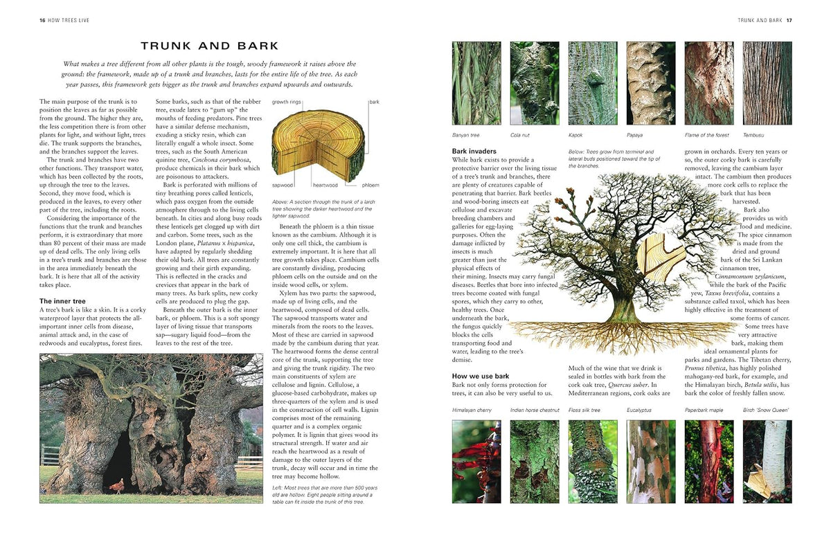 the world encyclopedia of trees: a reference and, close-up detail