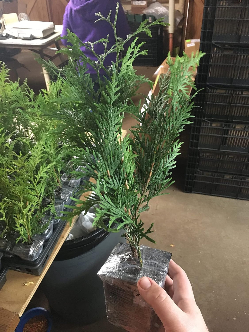10 thuja green giant arborvitae 7-10 inches tall shown in use
