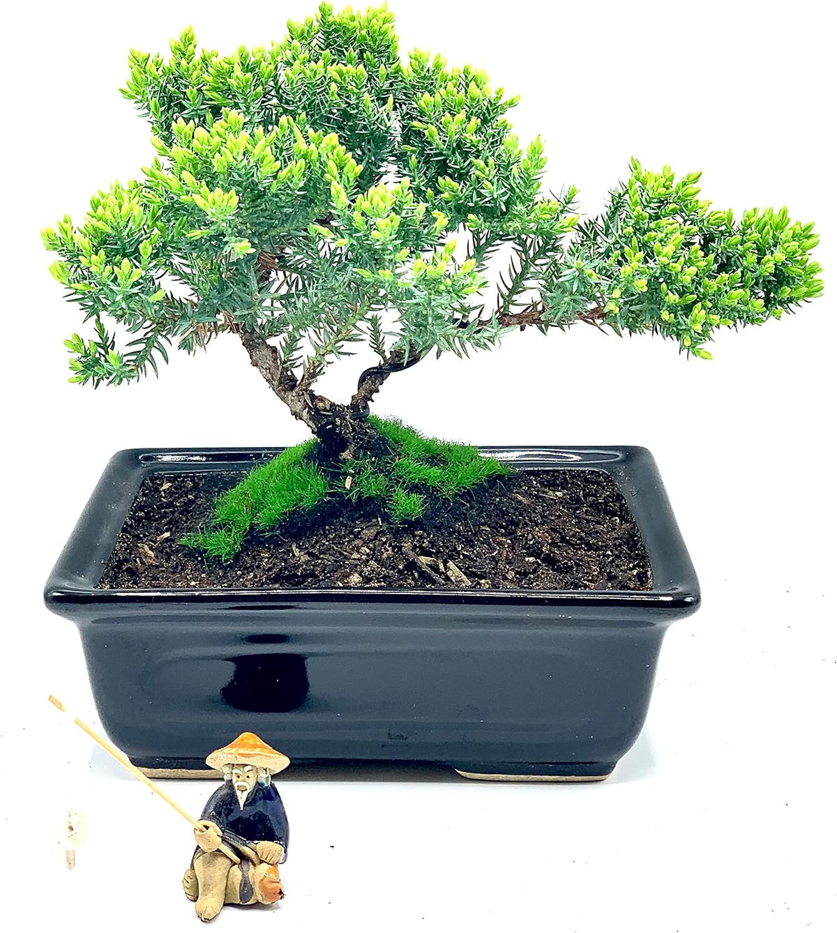 live dwarf juniper bonsai tree about 6 years shown in use