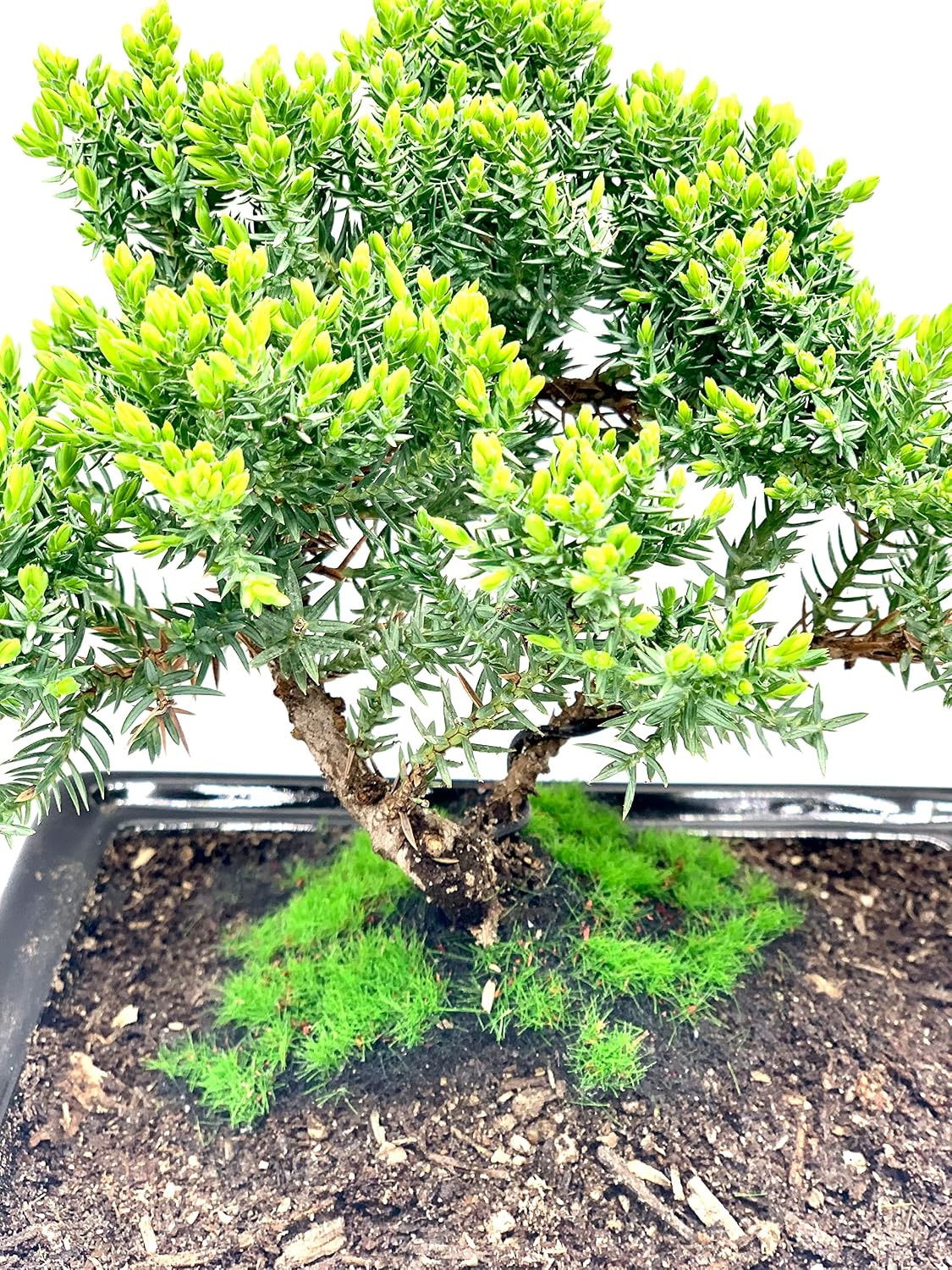 live dwarf juniper bonsai tree about 6 years, side view